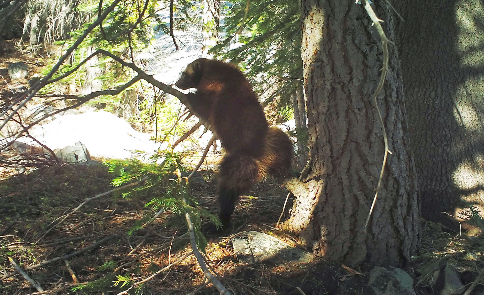 Rare wolverine